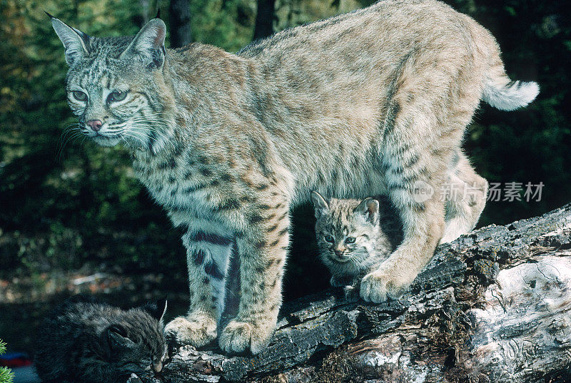 山猫(Lynx rufus)，也被称为红山猫，是一种中型猫，原产于北美。它的分布范围从加拿大南部到美国大部分地区，再到墨西哥的瓦哈卡州。蒙大拿东冰川。妈妈和小猫。